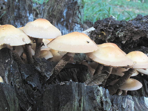 šupinačka menlivá Kuehneromyces mutabilis (Schaeff.) Singer & A.H. Sm.