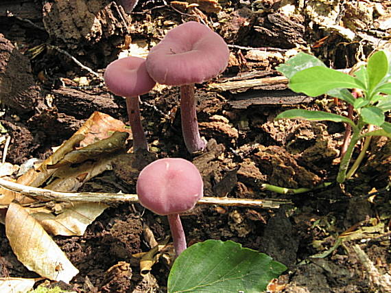 lakovka ametystová Laccaria amethystina (Huds.) Cooke