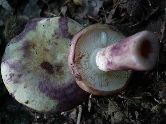 rýdzik žltkastý Lactarius flavidus Boud.