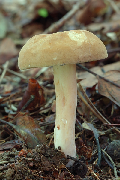 rýdzik krídlatovýtrusný? Lactarius pterosporus?