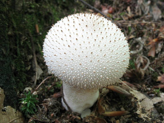 prášnica bradavičnatá Lycoperdon perlatum Pers.