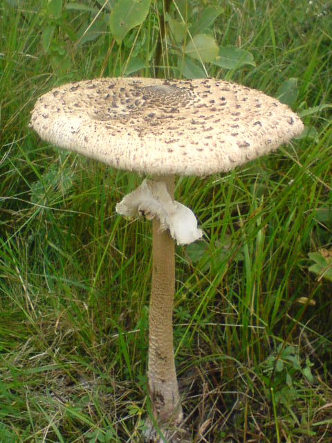 bedľa vysoká Macrolepiota procera (Scop.) Singer