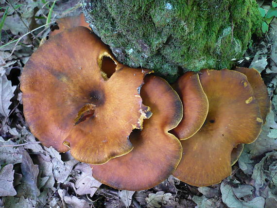 kališník hnedooranžový Omphalotus olearius (DC.) Singer