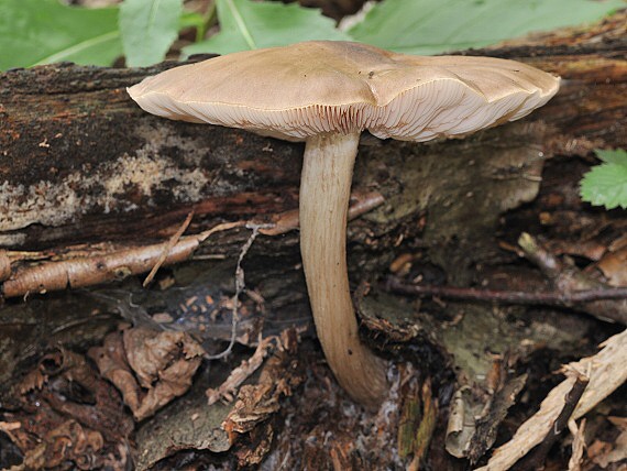 štítovka jelenia? Pluteus cervinus?