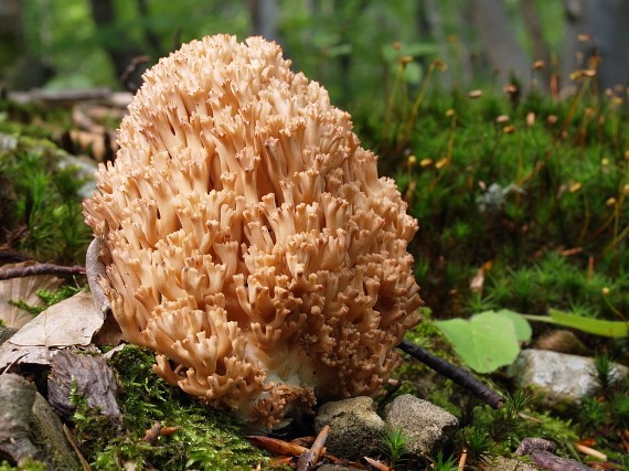 strapačka lososovoružová Ramaria subbotrytis (Coker) Corner