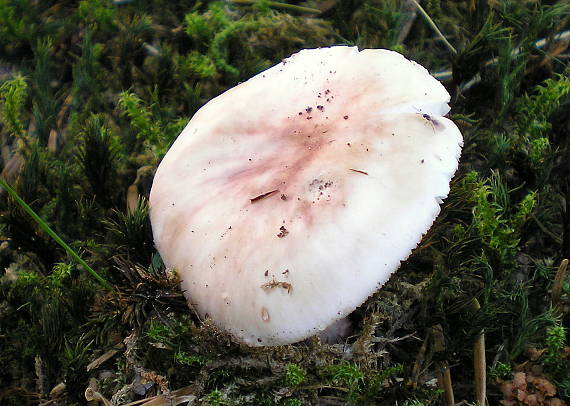 plávka Russula sp.