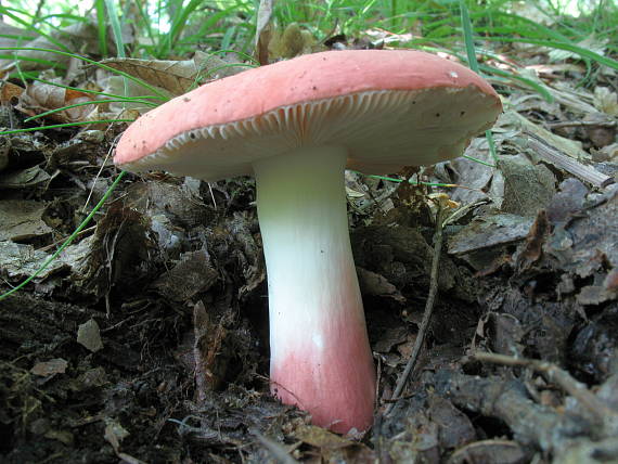 plávka Russula sp.