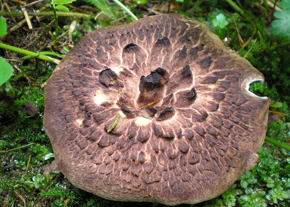 jelenkovec škridlicovitý Sarcodon imbricatus (L.) P. Karst.