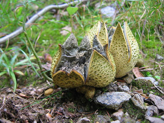 pestrec obyčajný Scleroderma citrinum Pers.