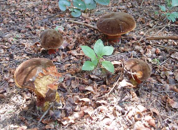 hríb zrnitohlúbikový Sutorius luridiformis (Rostk.) G. Wu & Zhu L. Yang