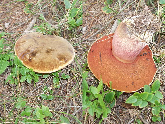 hríb zrnitohlúbikový Sutorius luridiformis (Rostk.) G. Wu & Zhu L. Yang