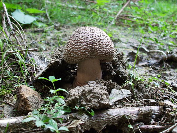 muchotrávka červenkastá Amanita rubescens Pers.