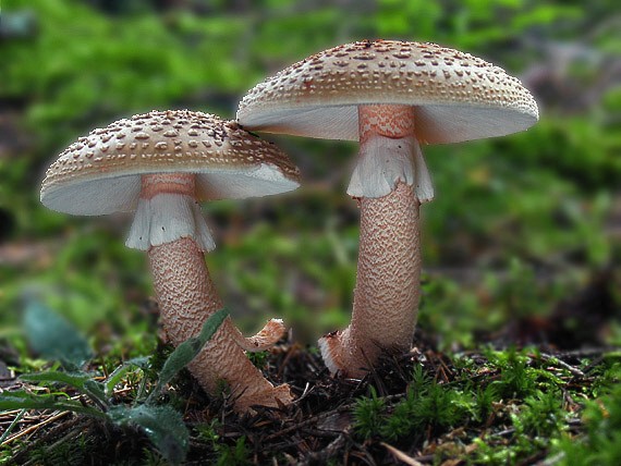 muchotrávka červenkastá Amanita rubescens Pers.