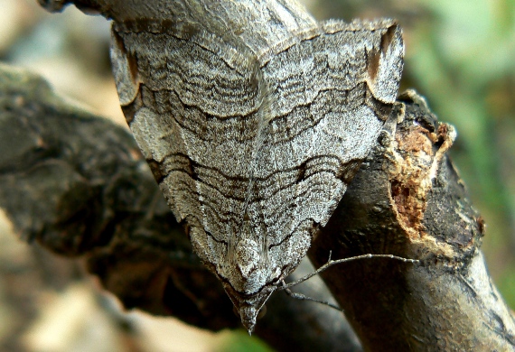 piadivka úhorová Aplocera plagiata