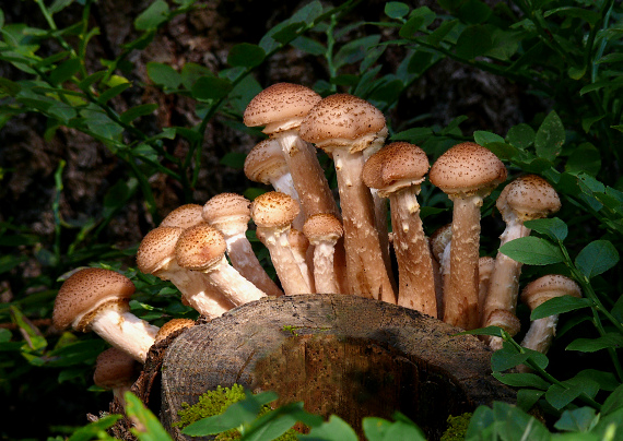 podpňovka tmavá Armillaria ostoyae (Romagn.) Herink