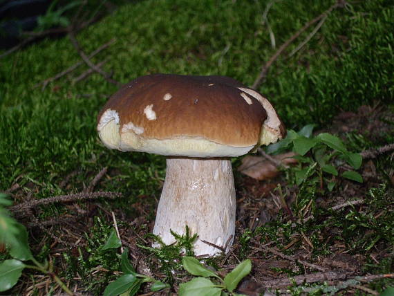 hríb smrekový Boletus edulis Bull.