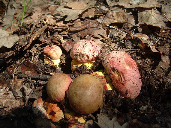 hríb kráľovský Butyriboletus regius (Krombh.) D. Arora & J.L. Frank