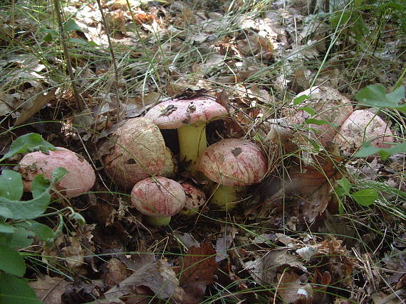 hríb kráľovský Butyriboletus regius (Krombh.) D. Arora & J.L. Frank