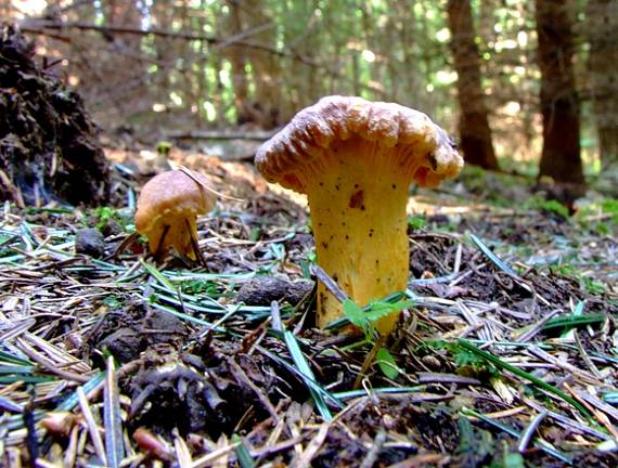 kuriatko jedlé ametystové Cantharellus amethysteus (Quél.) Sacc.