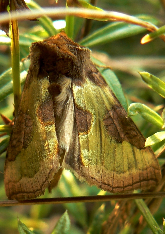 mora zlatistá Diachrysia chrysitis