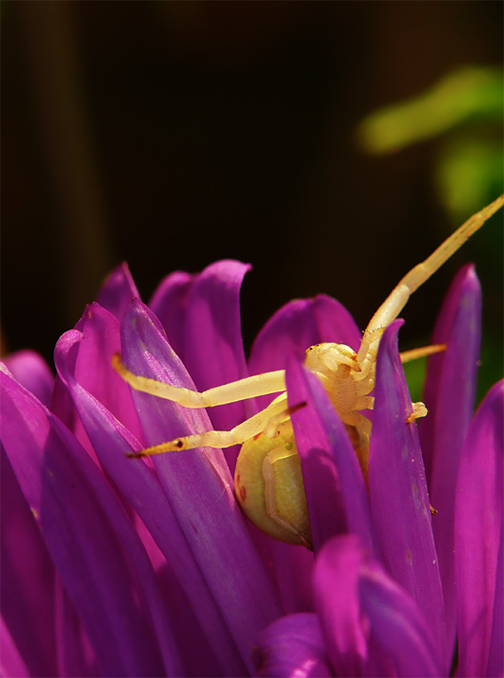 kvetárik dvojtvarý  Misumena vatia