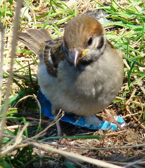 vrabec poľný Passer montanus L.