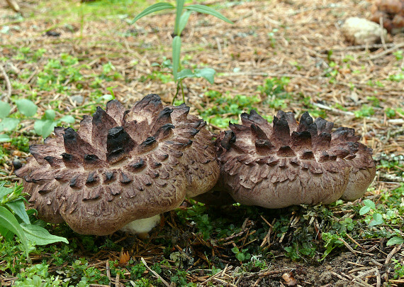 jelenkovec škridlicovitý Sarcodon imbricatus (L.) P. Karst.