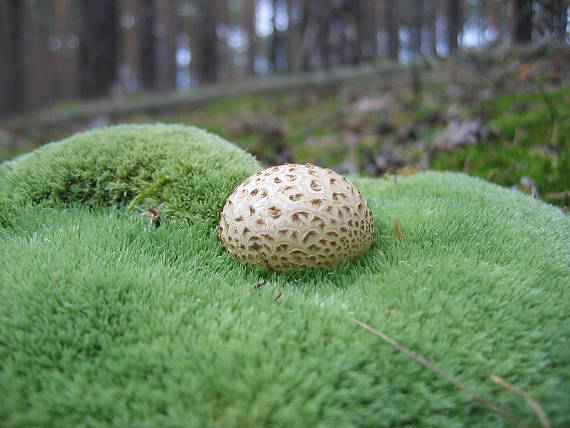 pestrec obyčajný Scleroderma citrinum Pers.