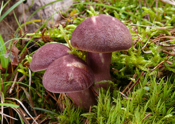 čírovec červenožltý Tricholomopsis rutilans (Schaeff.) Singer