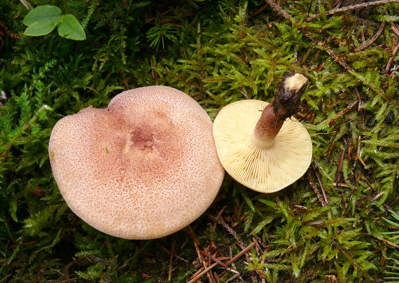 čírovec červenožltý Tricholomopsis rutilans (Schaeff.) Singer