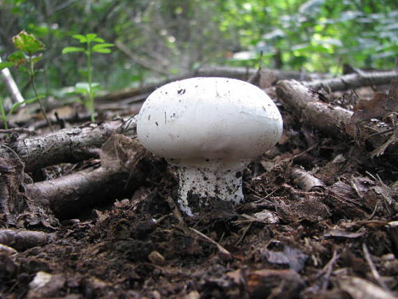 pečiarka obyčajná Agaricus bitorquis (Quél.) Sacc.