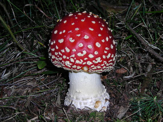 muchotrávka červená Amanita muscaria (L.) Lam.