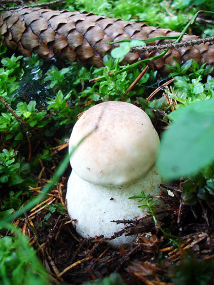 hríb smrekový Boletus edulis Bull.