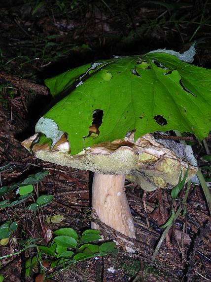 pod prírodným dáždníkom Boletus edulis Bull.