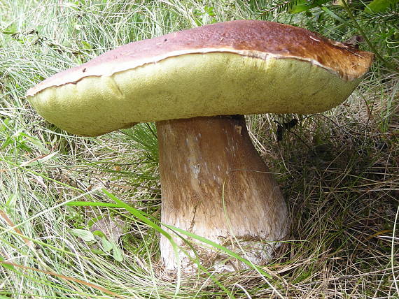 boletus rekordér Boletus edulis Bull.