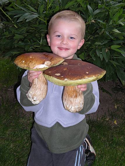 potešenie Boletus edulis Bull.