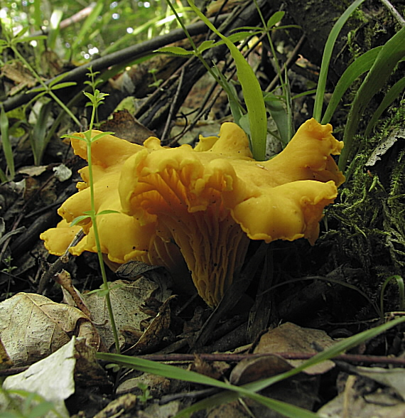 kuriatko jedlé Cantharellus cibarius Fr.