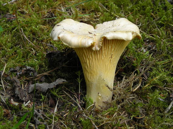 kuriatko jedlé Cantharellus cibarius Fr.