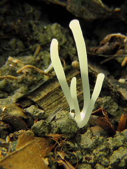 kyjačik Clavaria sp.