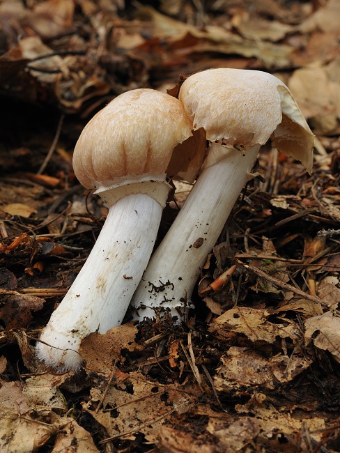 pavučinovec inovaťový Cortinarius caperatus (Pers.) Fr.