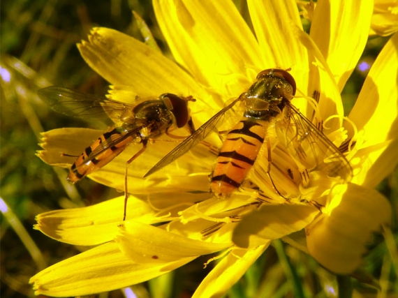 pestrica pruhovaná Episyrphus balteatus