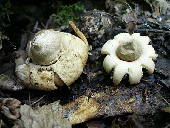 hviezdovka strapkatá Geastrum fimbriatum Fr.