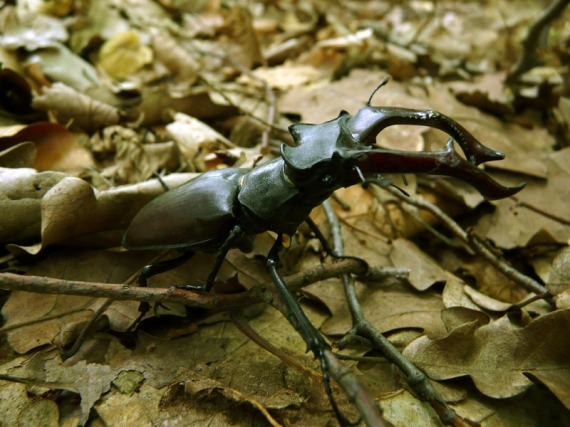 roháč veľký Lucanus cervus