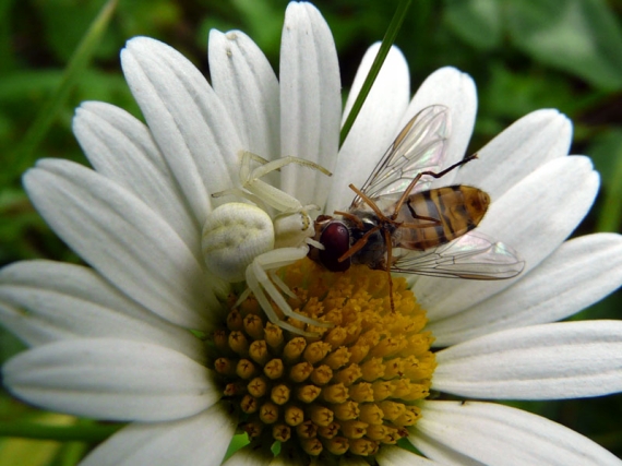 kvetárik dvojtvarý Misumena vatia