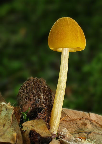 štítovka žltá Pluteus leoninus (Schaeff.) P. Kumm.