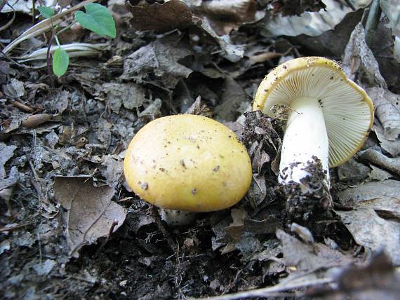 plávka Russula sp.