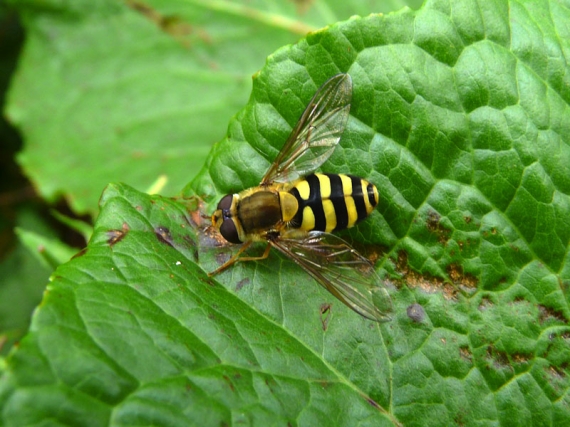 pestrica ríbezľová Syrphus ribesii