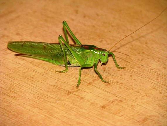 kobylka zelená Tettigonia viridissima