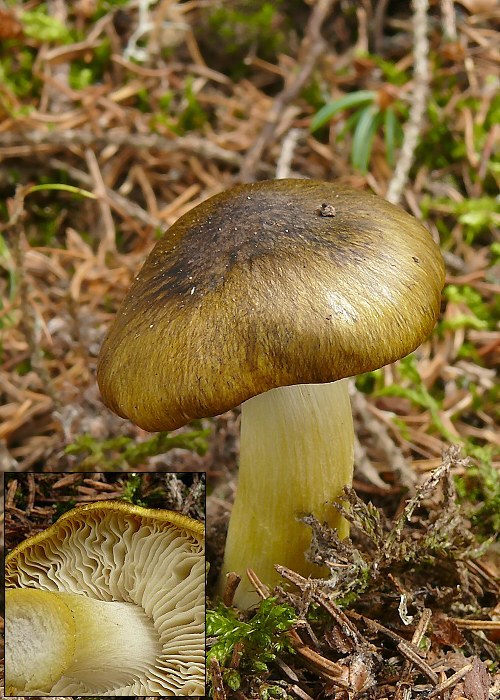 Tricholoma viridilutescens M.M. Moser