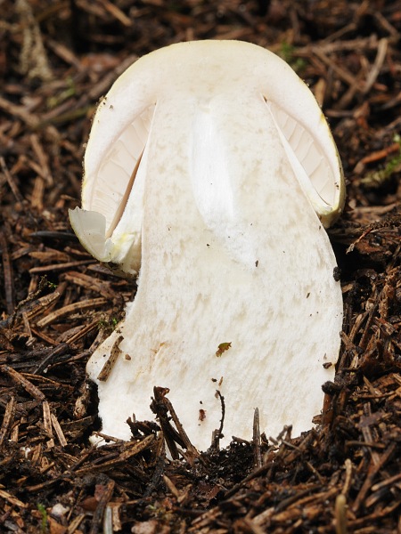 pečiarka ovčia? Agaricus arvensis?